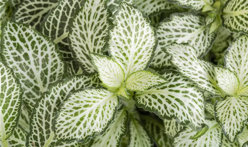 Fittonia verschaffeltii 'White Tiger'