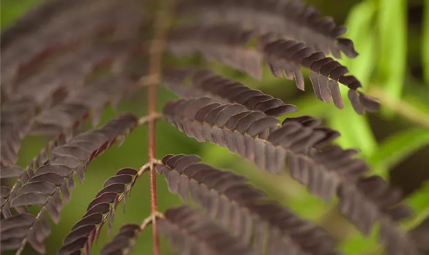 Albizia julibrissin 'Evy´s Purple'