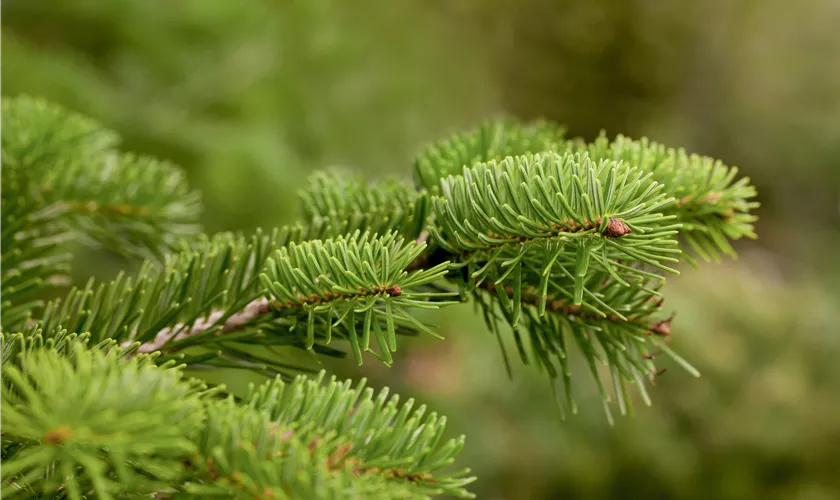 Abies nordmanniana