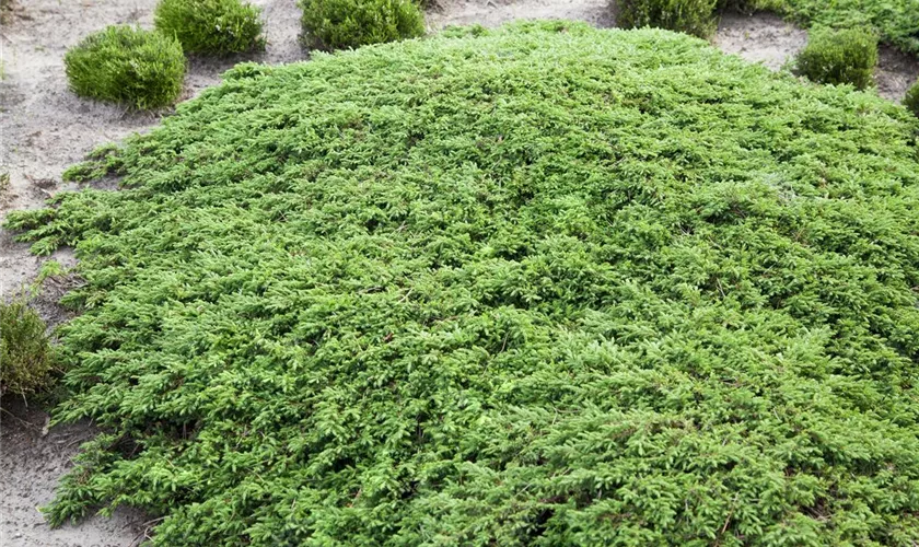 Kriechwacholder 'Green Carpet'