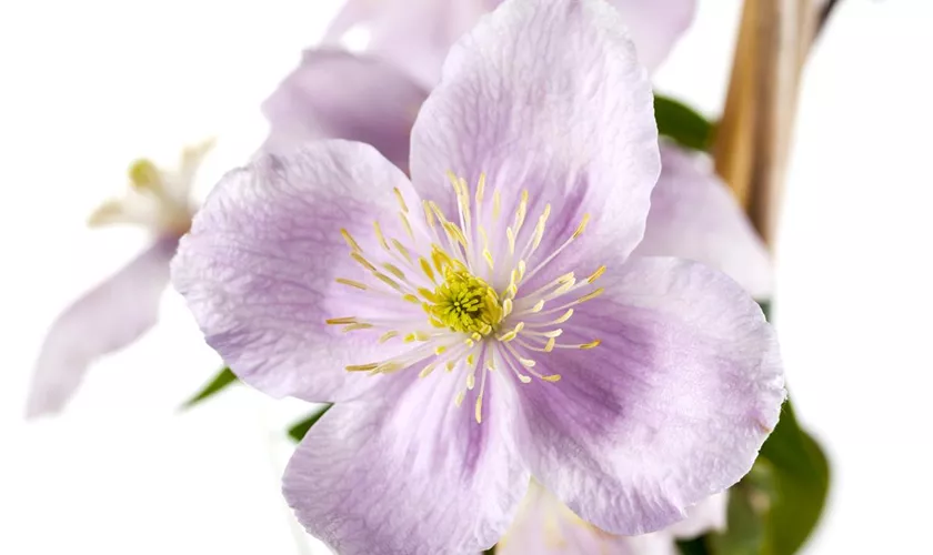 Clematis montana