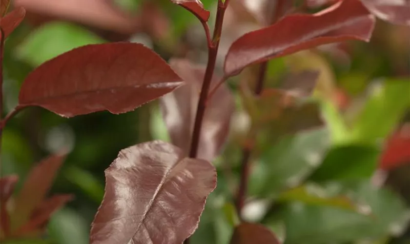 Photinia fraseri 'Camilvy'