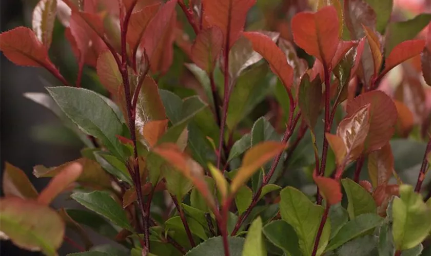 Photinia fraseri 'Dicker Toni'