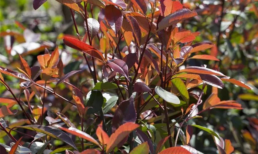 Photinia fraseri 'Red Robin'