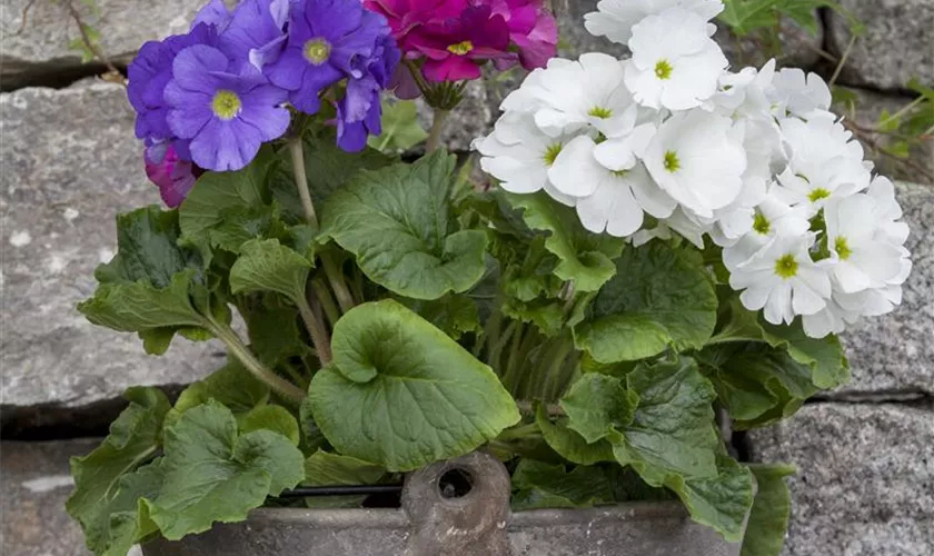 Primula obconica 'Trio'