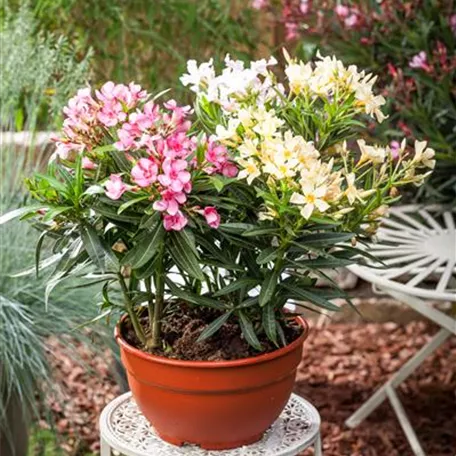 Oleander 'Bicolor'