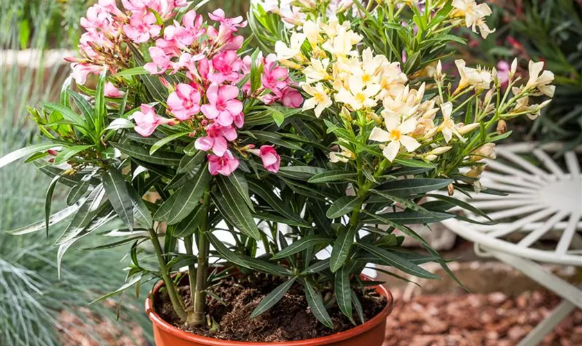 Nerium oleander 'Bicolor'