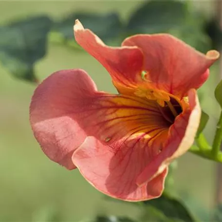 Campsis grandiflora