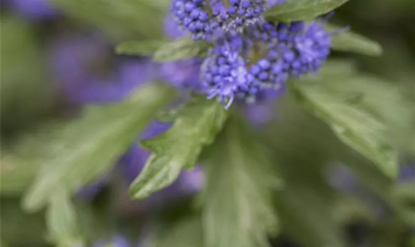 Caryopteris clandonensis 'Blue Cloud'