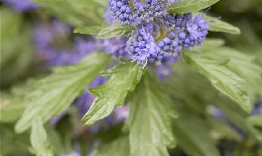 Caryopteris clandonensis 'Arthur Simmonds'