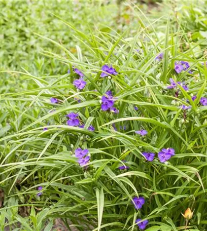 Fleur primeur - zarte Frühlingsgrüße aus dem Blumengarten