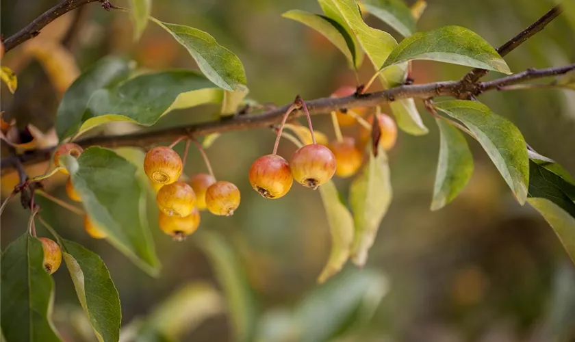 Zierapfel 'Pom Zai'®