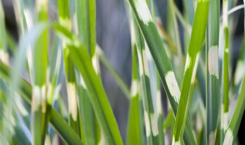 Miscanthus sinensis 'Strictus'