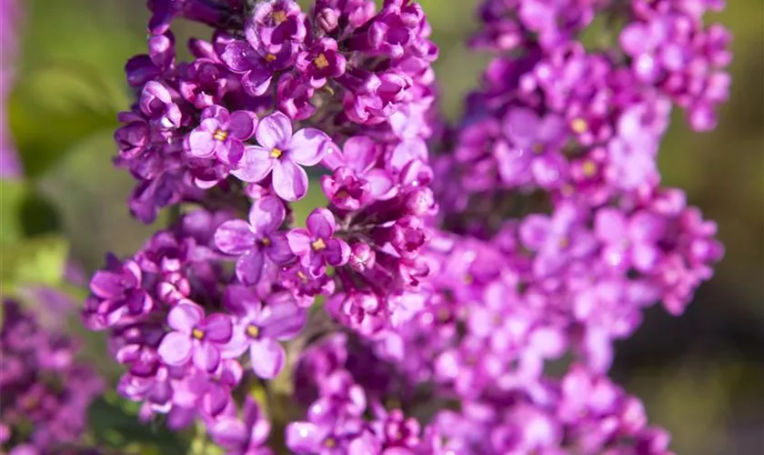 Syringa hyacinthiflora 'Esther Staley'