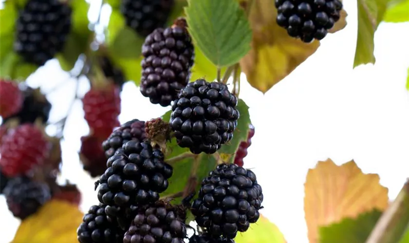 Rubus fruticosus 'Reuben'®