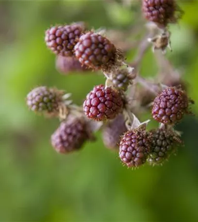 Brombeeren – wilde Leckereien mit langer Tradition