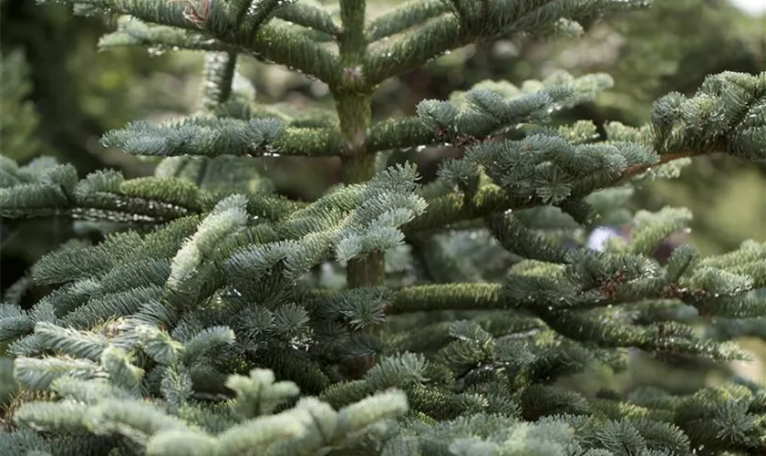 Abies concolor