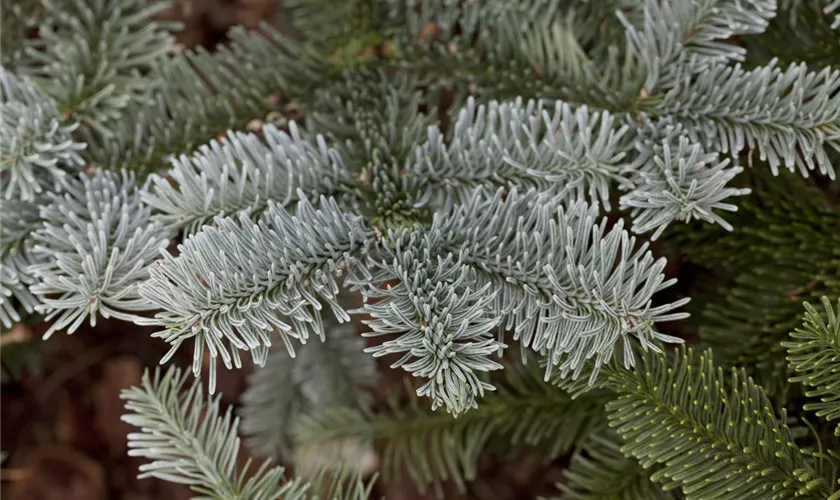 Abies procera