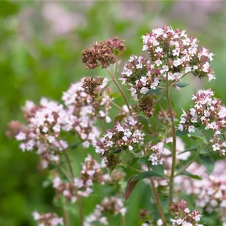 Origanum majorana 'Venezia'