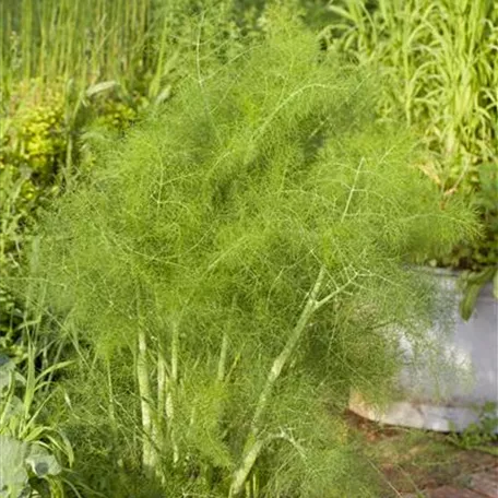 Blattfenchel