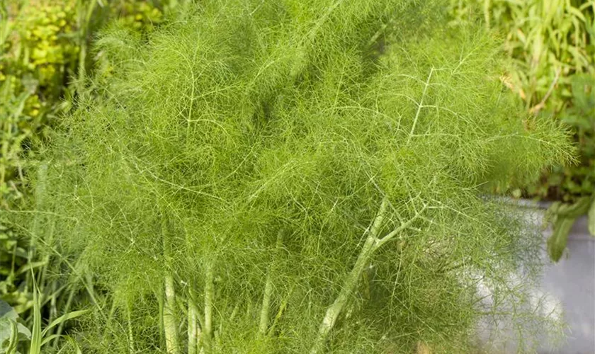 Gewöhnlicher Fenchel