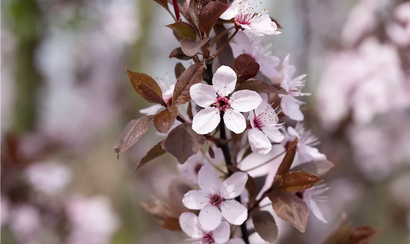 Prunus cerasifera 'Spring Glory'