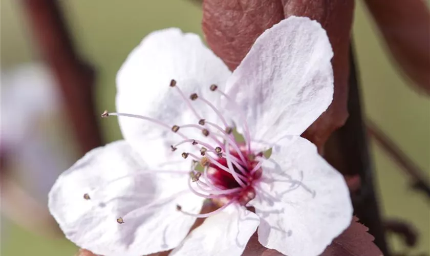 Prunus cerasifera