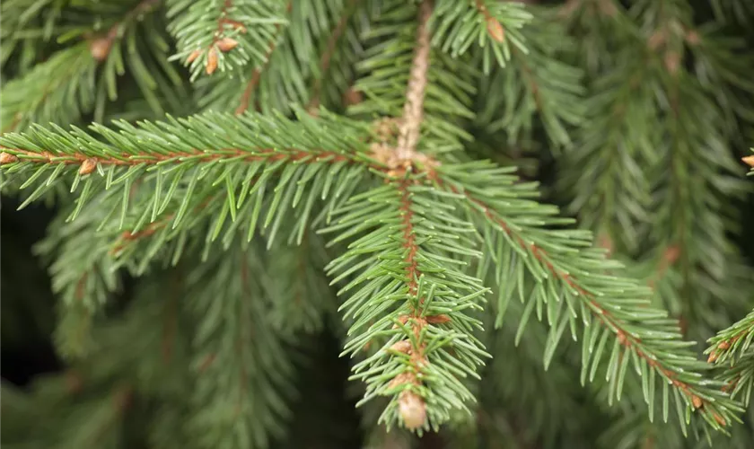 Abies homolepis 'Aureovariegata'