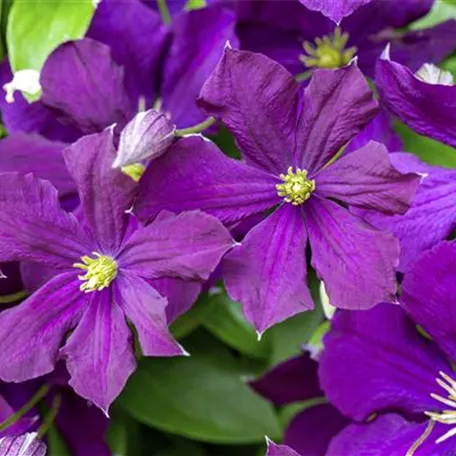 Clematis viticella 'Etoile Violette'