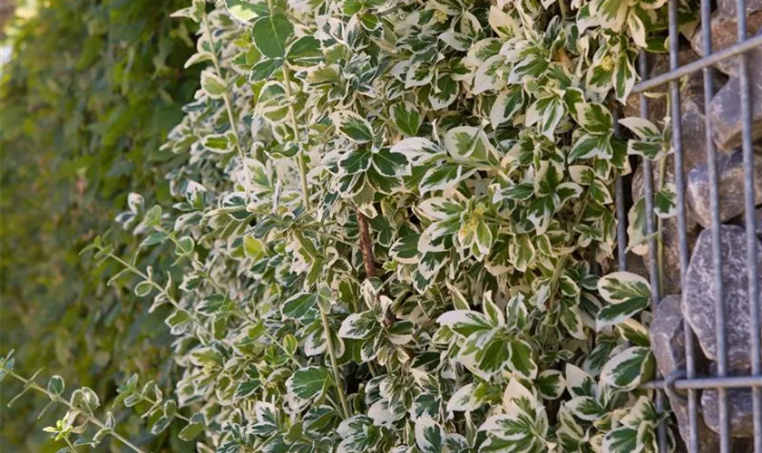 Weißbunte Kriechspindel 'Emerald Gaiety'