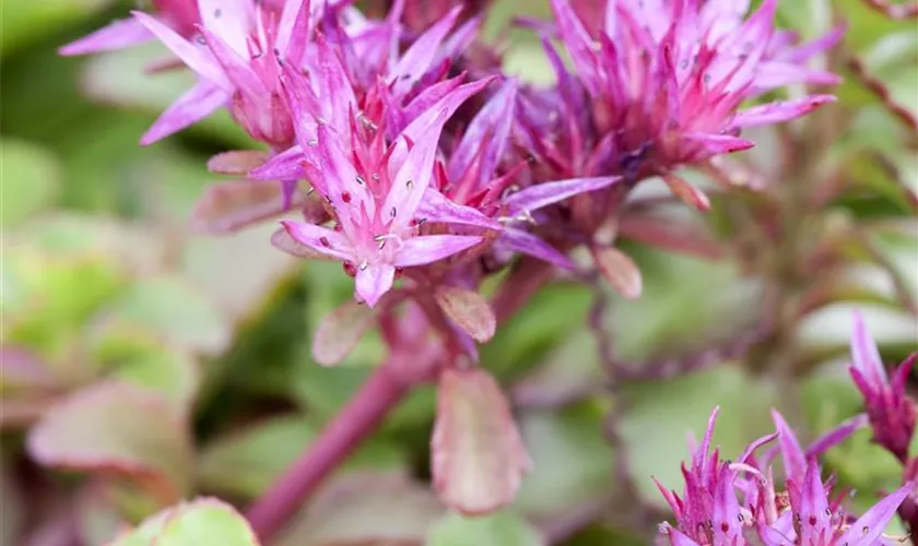 Sedum spurium 'Solarity'