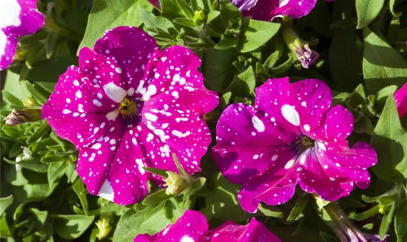 Petunia 'BabyDoll'®