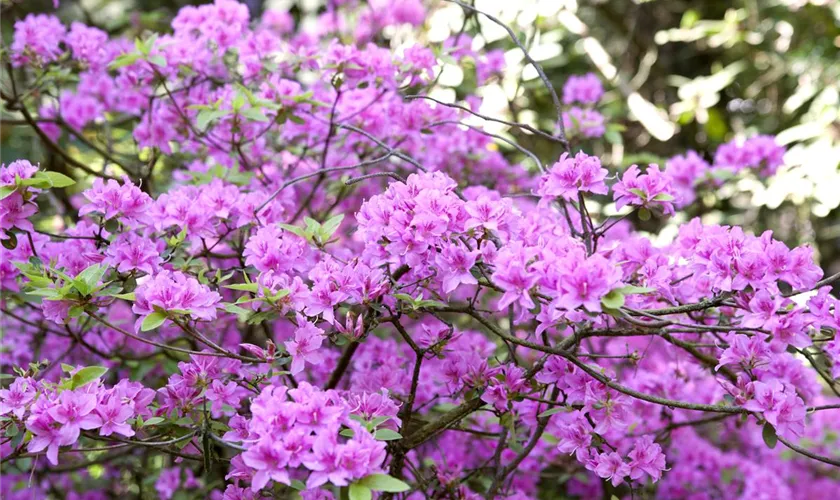 Vorfrühlingsrhododendron 'Praecox'