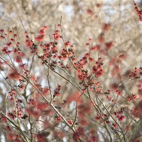 Hamamelis x intermedia 'Diane'