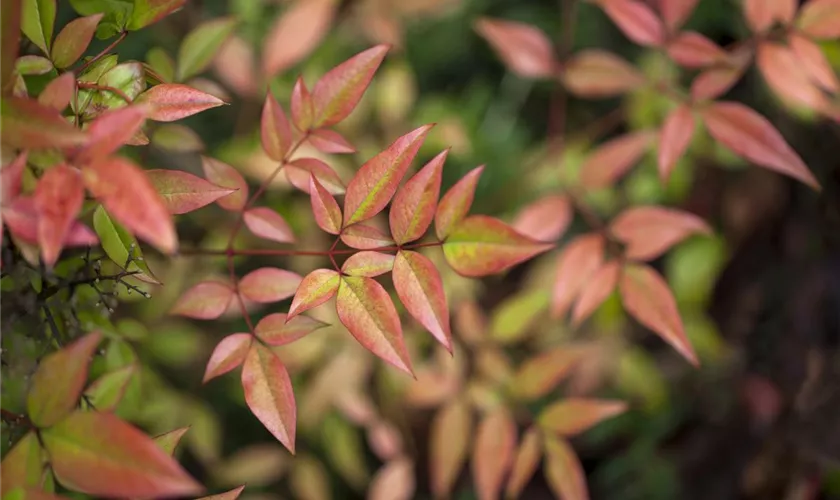 Nandina domestica 'Gulf Stream'