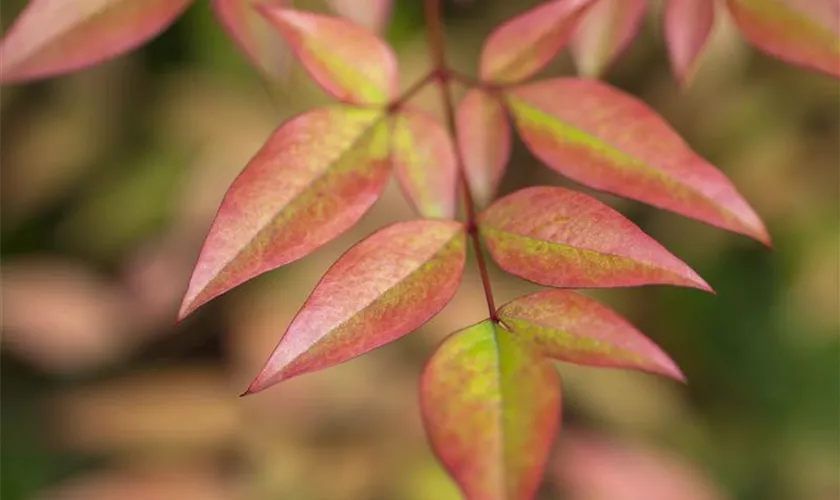 Nandina domestica 'Richmond'