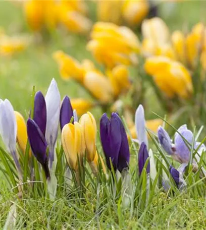 Krokus pflanzen: Der Klassiker im Frühlingsbeet