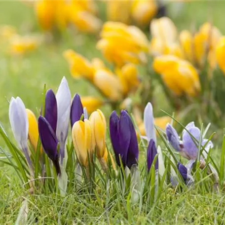 Krokus pflanzen: Der Klassiker im Frühlingsbeet