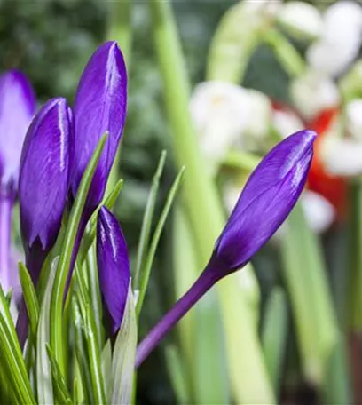 Sommerurlaub für Blumenzwiebeln und Knollen