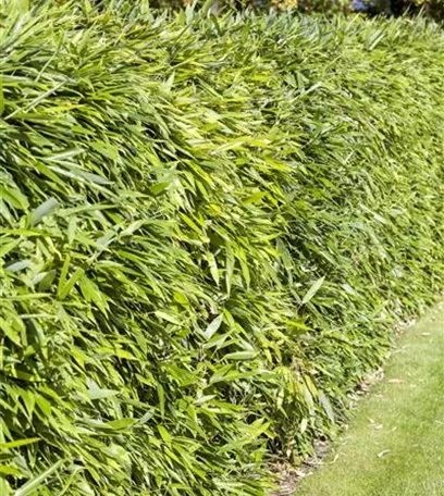 Strukturpflanzen als Architekten im Garten