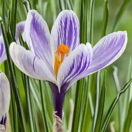 Frühlings-Krokus