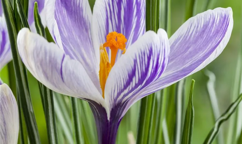 Crocus vernus 'Carnaval'