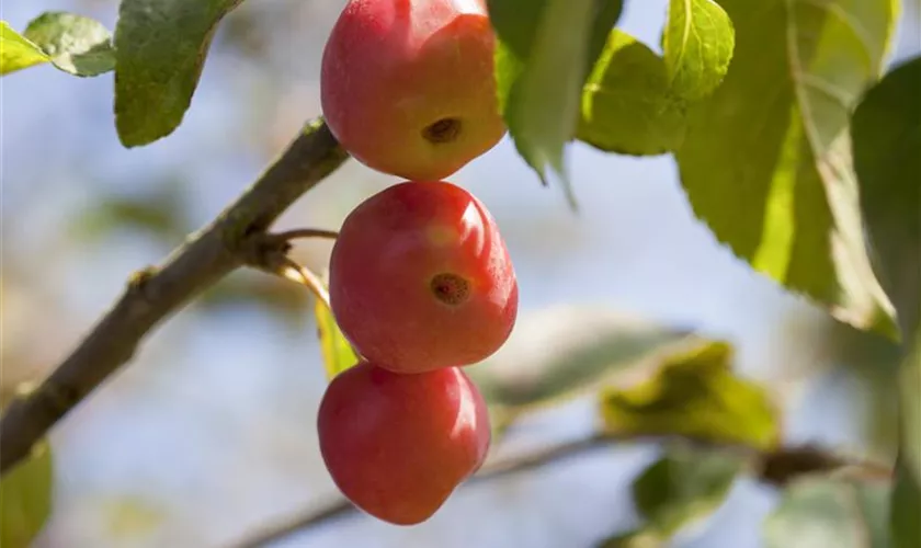 Zierapfel 'Red Sentinel'