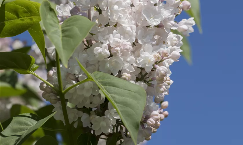 Syringa vulgaris 'Miss Ellen Willmott'