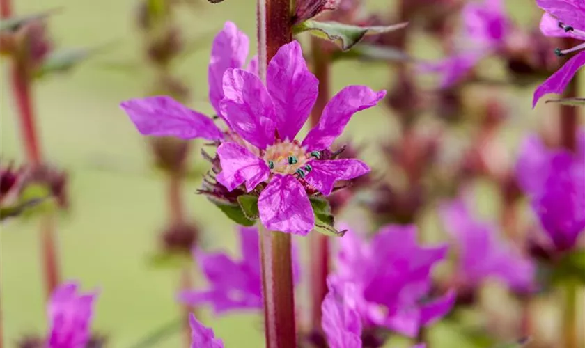 Lythrum salicaria 'Zwerg Robert'