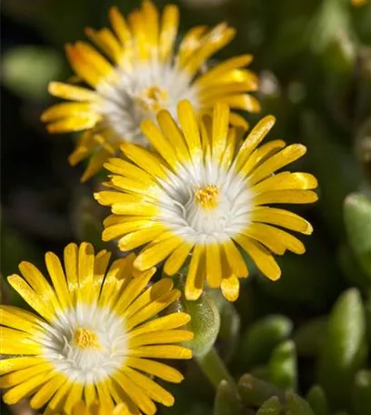 Winterharte Eisblumen (Delosperma congesta) für den Steingarten