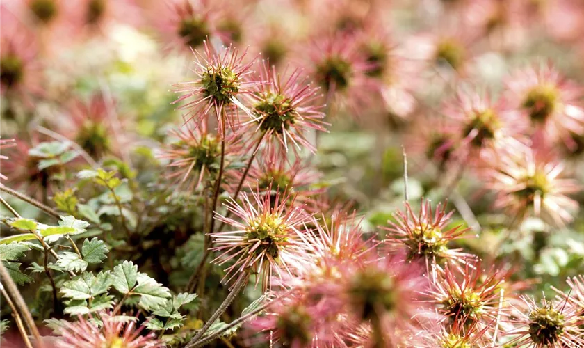 Acaena microphylla