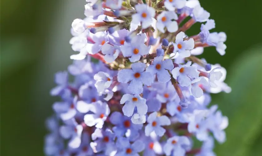 Zwergsommerflieder BUZZ™