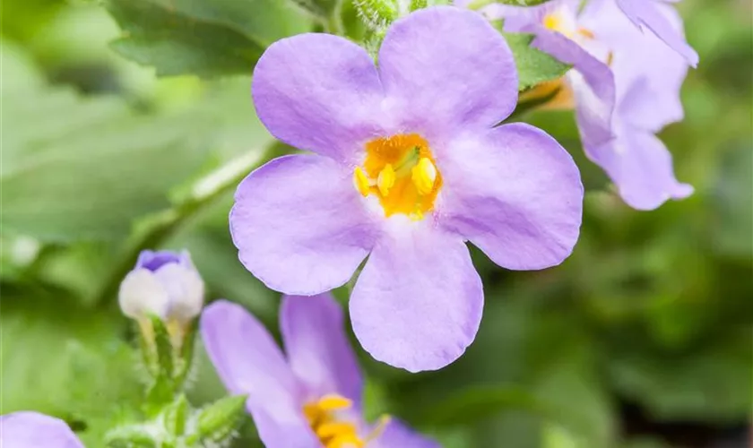 Sutera grandiflora, blau