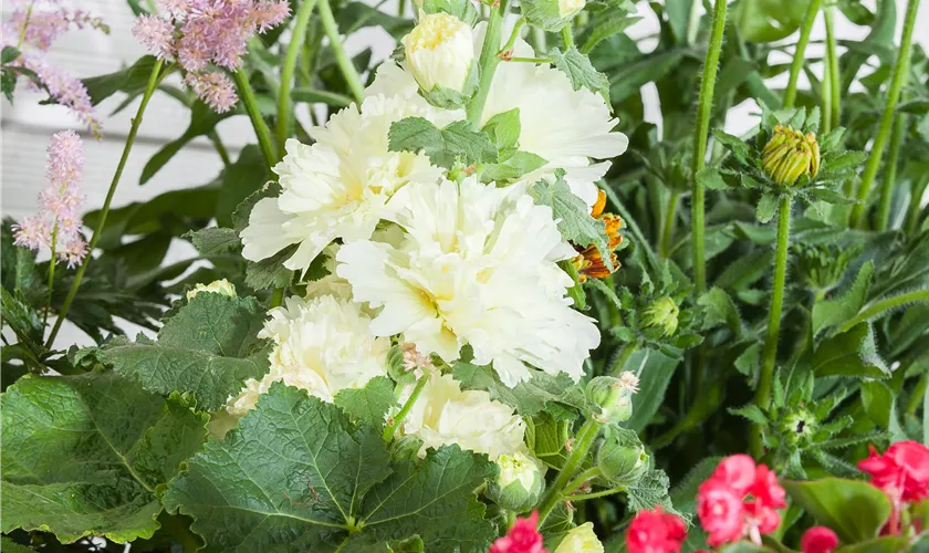 Alcea rosea plena